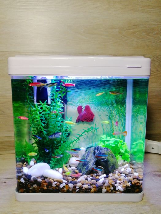 Акваріумний набір з рибками 10л | Доставка Київ