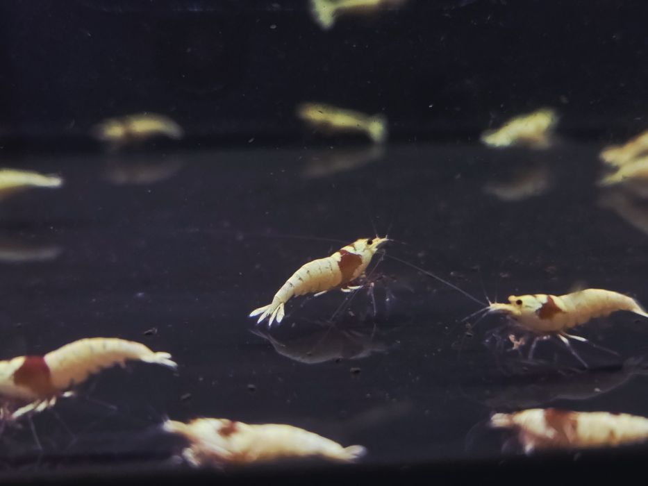 Krewetka caridina Pure red line (PRL)