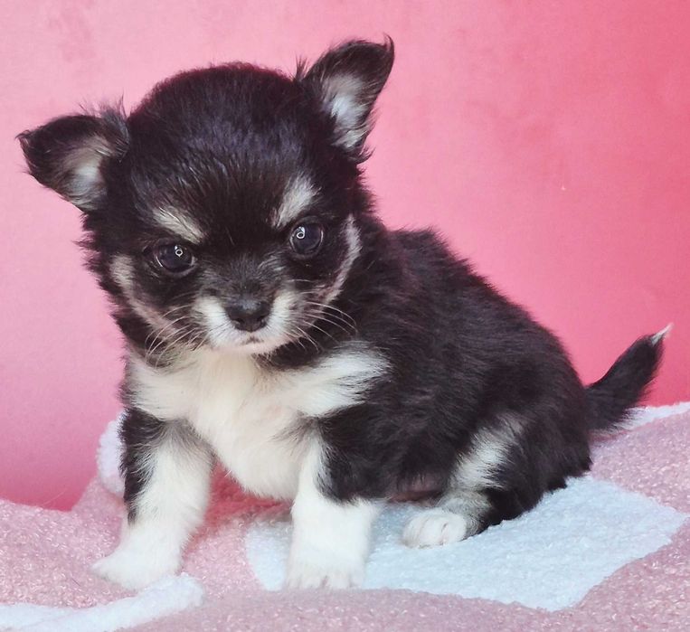 Chiuhaha dziewczynka długowłosa do Rezerwacji