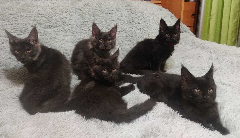 Кошенята породи мейн кун