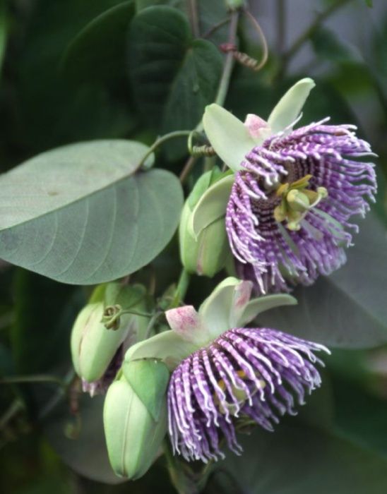 10 sementes de Maracujá Granadilla - Passiflora ligularis