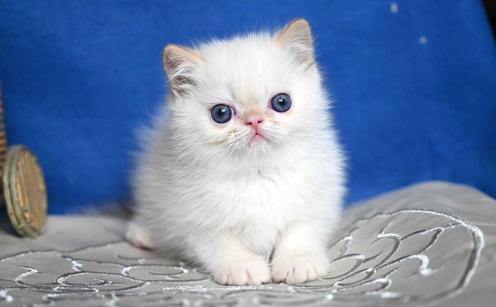 Екзотичний хлопчик Біллі