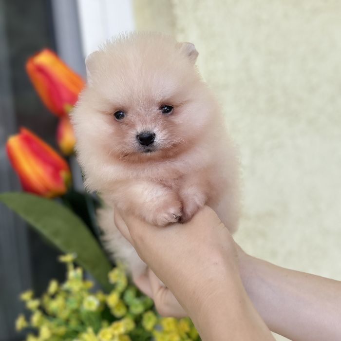 ляльковий Ведмедик шок классу.