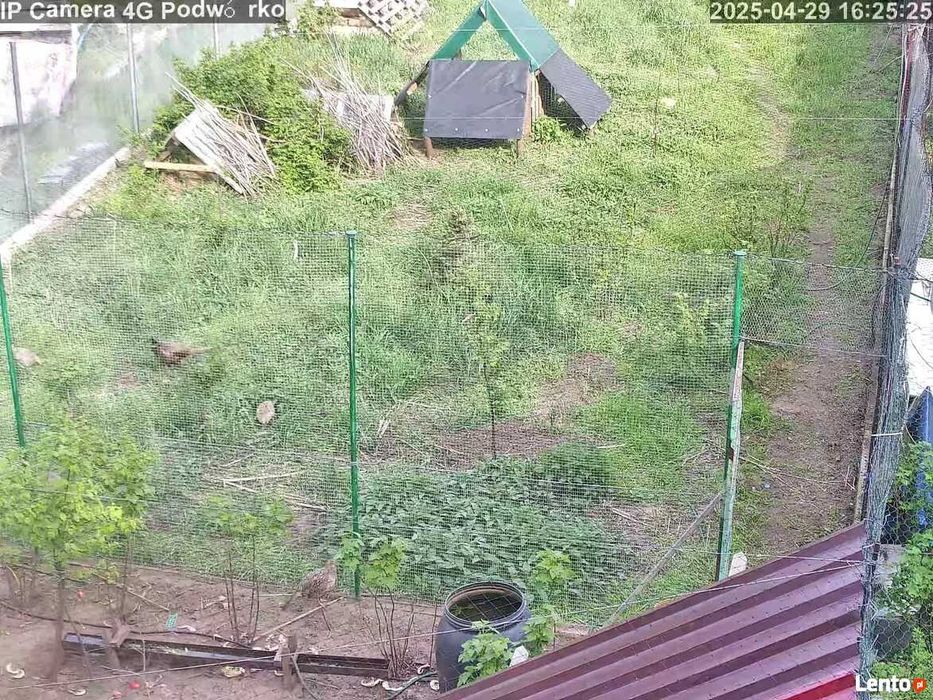 Sprzedam jajka lęgowe bażanta polnego łownego Mielec