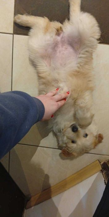 Pieski oddam w dobre ręce