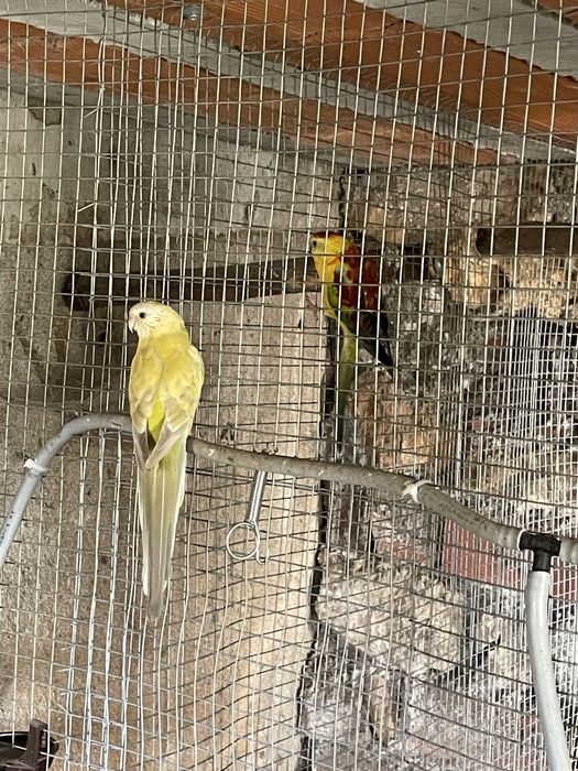 Red rumped macho e fêmeas