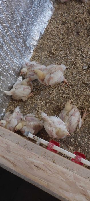 Курчата Бройлери