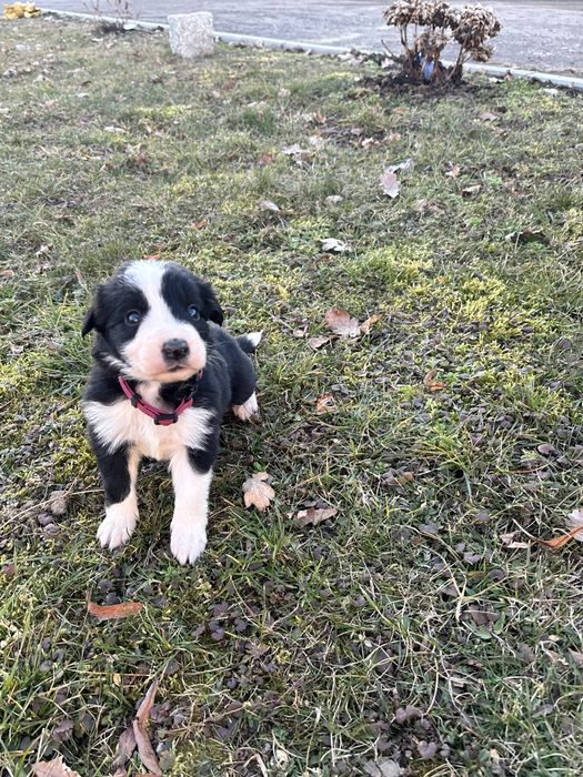 Czarno-Biała suczka Border collie