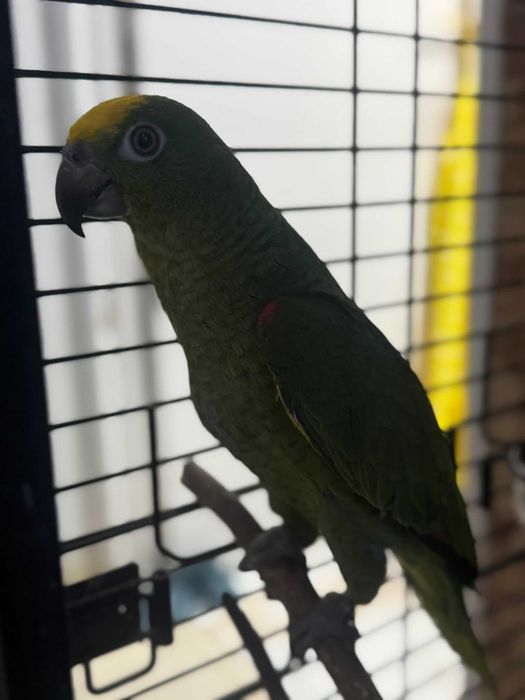 Papagaio amazona ochrocephala meiga