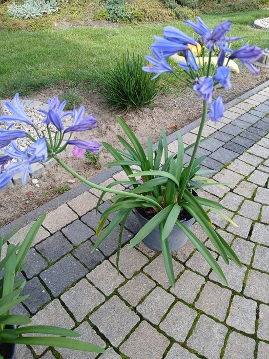 Pozostałe ogród kwiaty