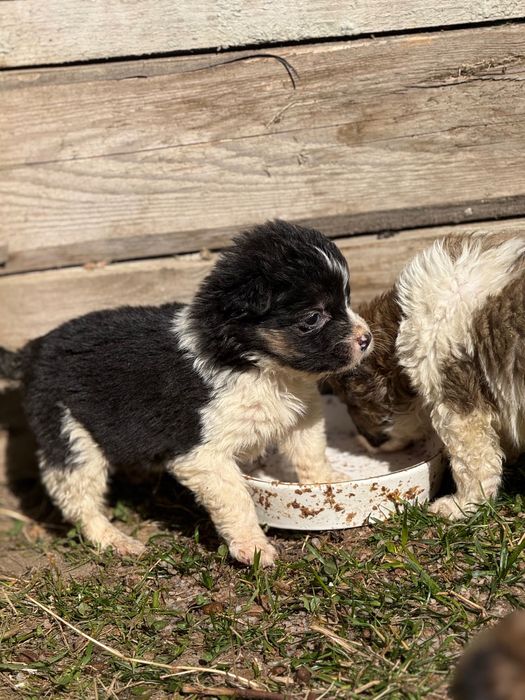 Собака дівчинка, лагідна