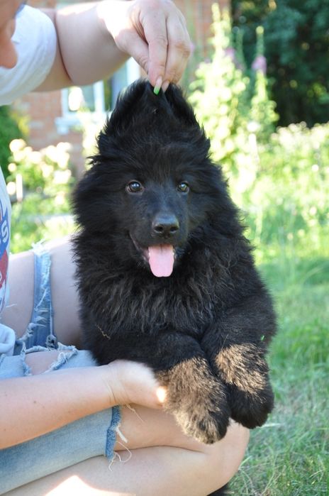 Чорна німецька вівчарка хлопчики та дівчинка
