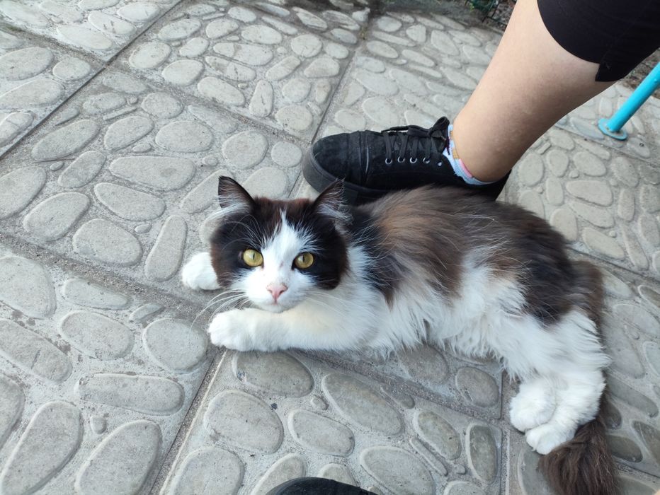 Віддамо бесплатно кота в добрі руки