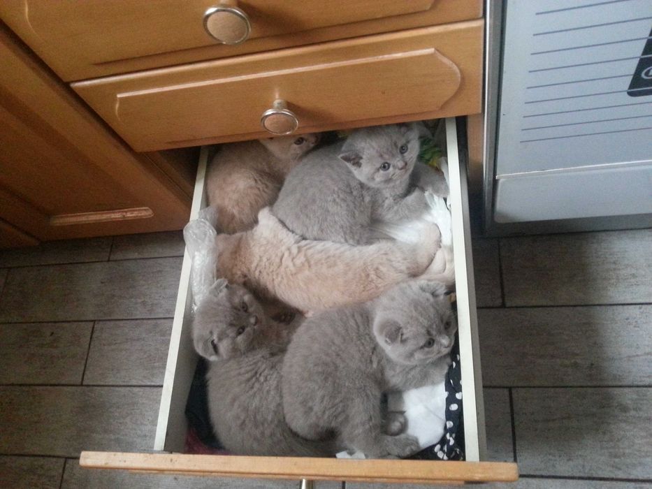 Шотландский прямоухий кот приглашает на вязку вислоухих и прям кошечек