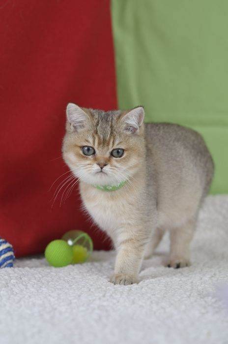 Золота британочка дівчинка