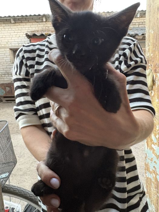 Коти  безкоштовно