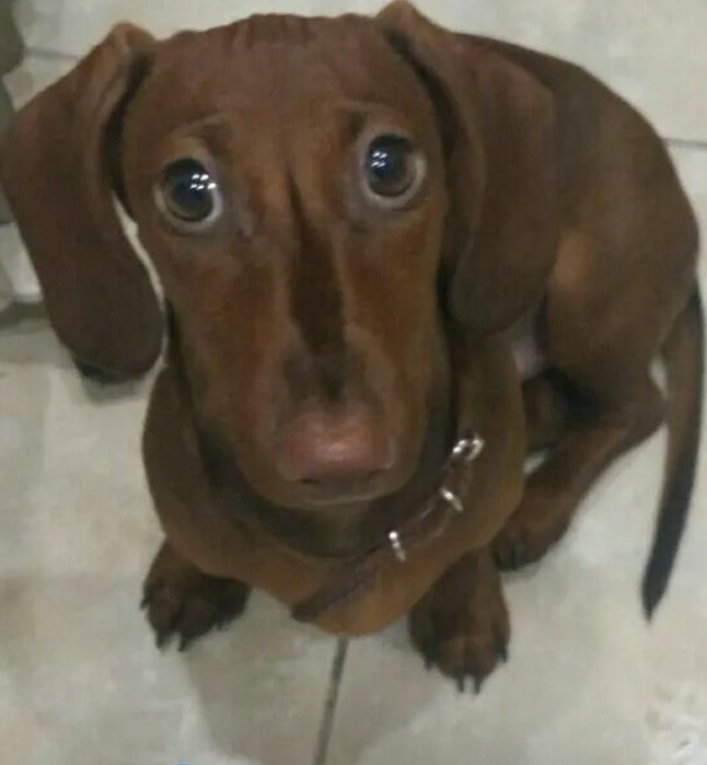 Карликовый такс для вязки