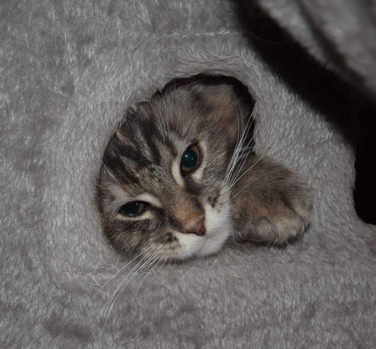 Kotka maine coon z rodowodem