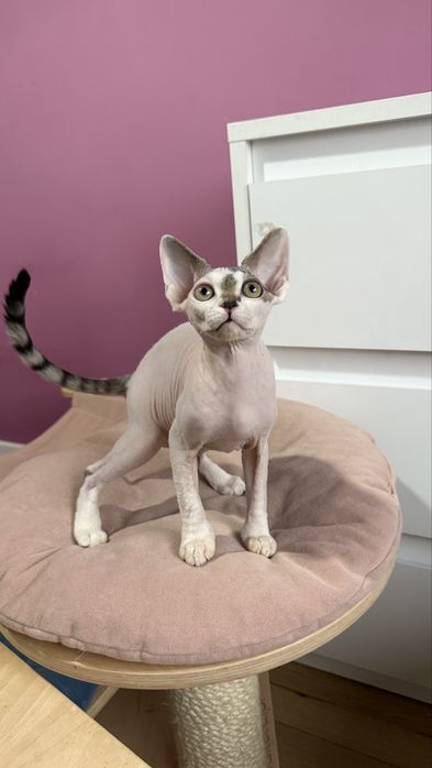 Devon rex Oduś chlopczyk