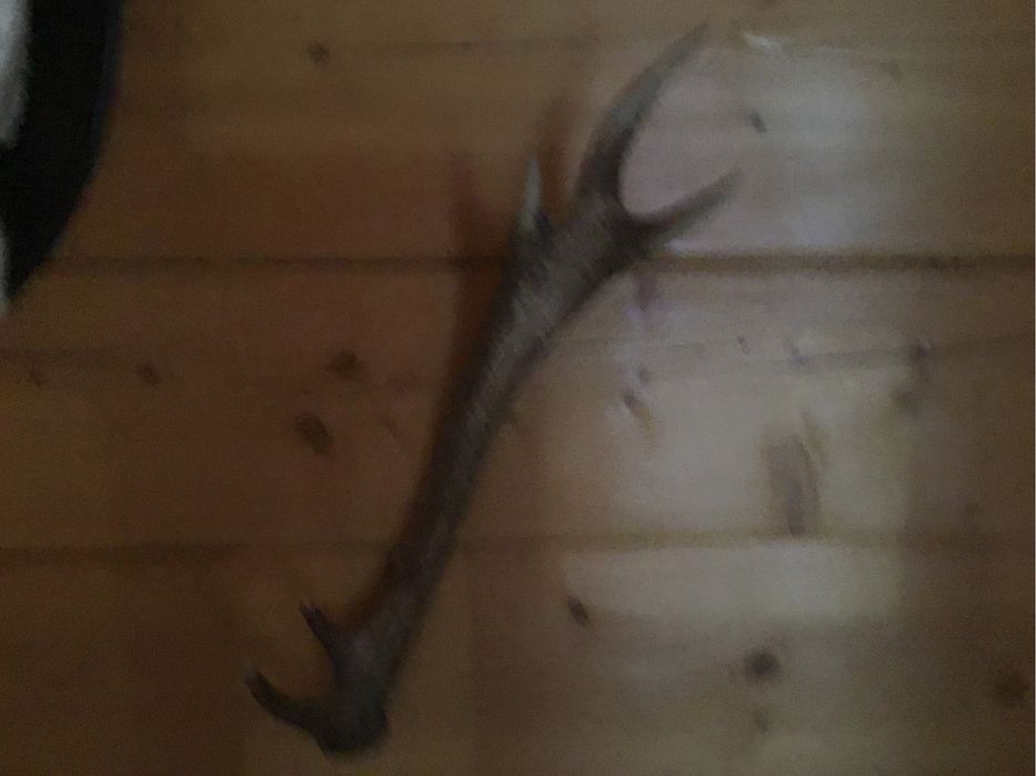 Poroża jelenia zestaw kolekcjonerski