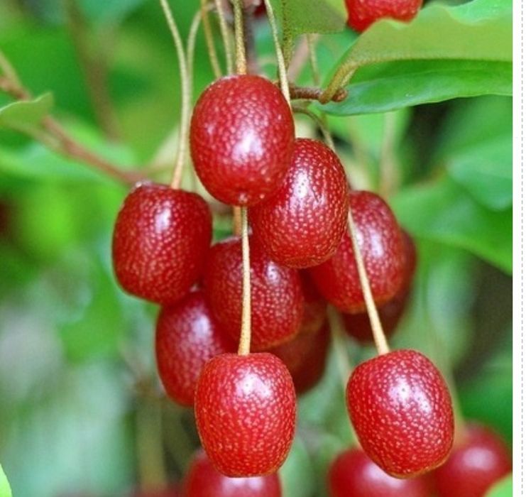 Два трьохрічні саджанці Гумі