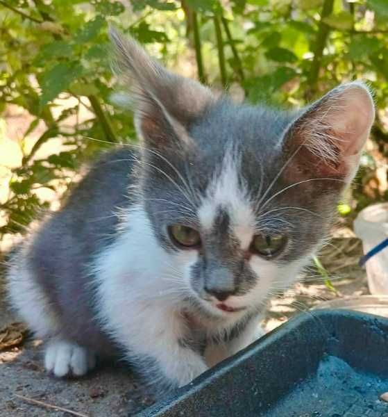 котята 2месяца ищут дом