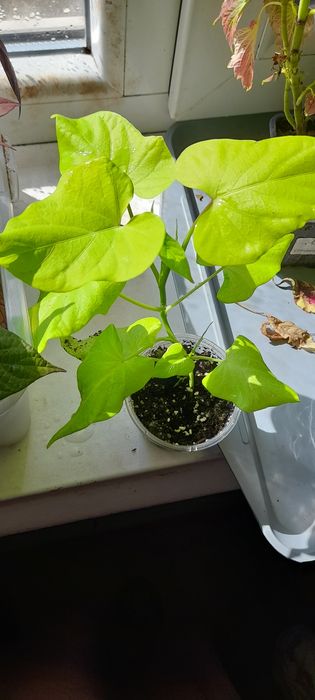 Ипомея-батат декоративный