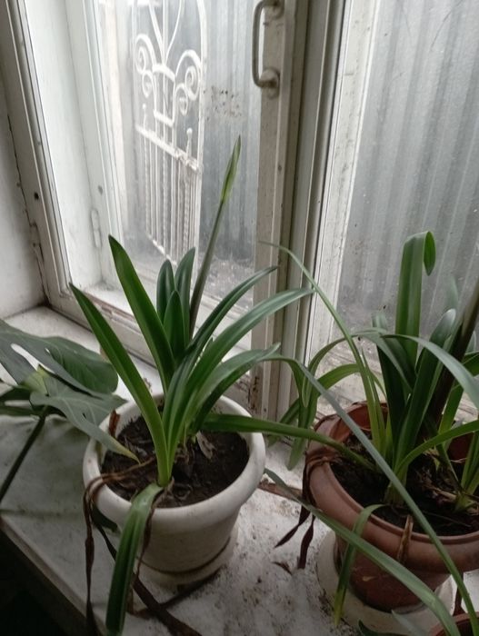 Продам луковици  цветка амариллис