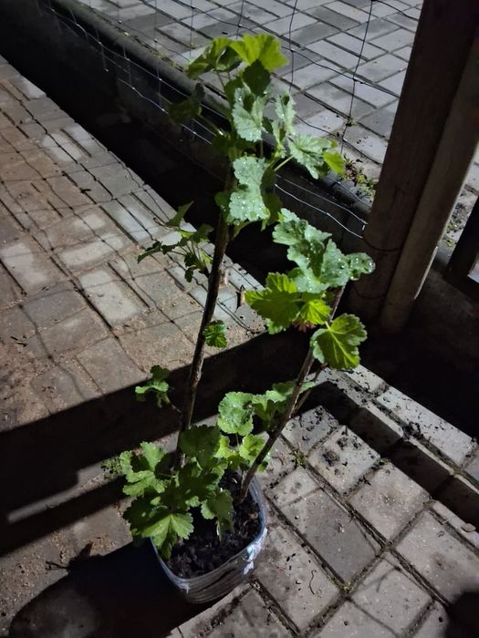 Uva krispa para venda, tenho varias, tudo ao mesmo preço,  tudo igual.