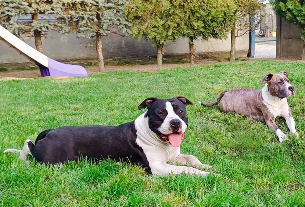 American staffordshire terrier Amstaff