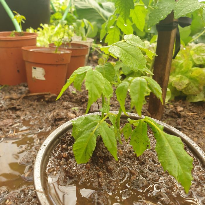 Nogueiras em vaso para transplantar