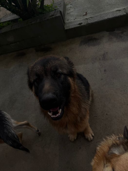 Adoção Pastor alemão macho