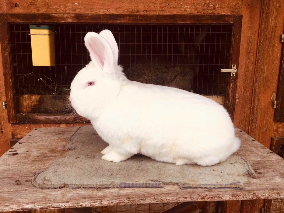 продам кролики різних порід