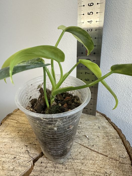 Філодендрон  Philodendron Violin var