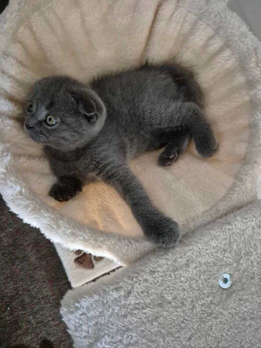 Gatinho Scotish Fold