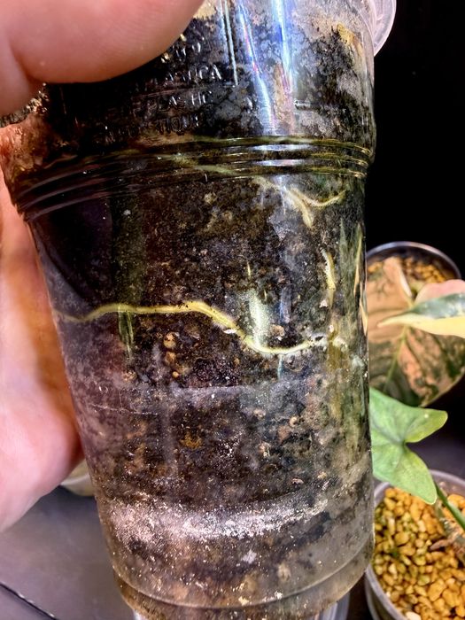 Monstera NOID  Monstera Mint  kolekcjonerska