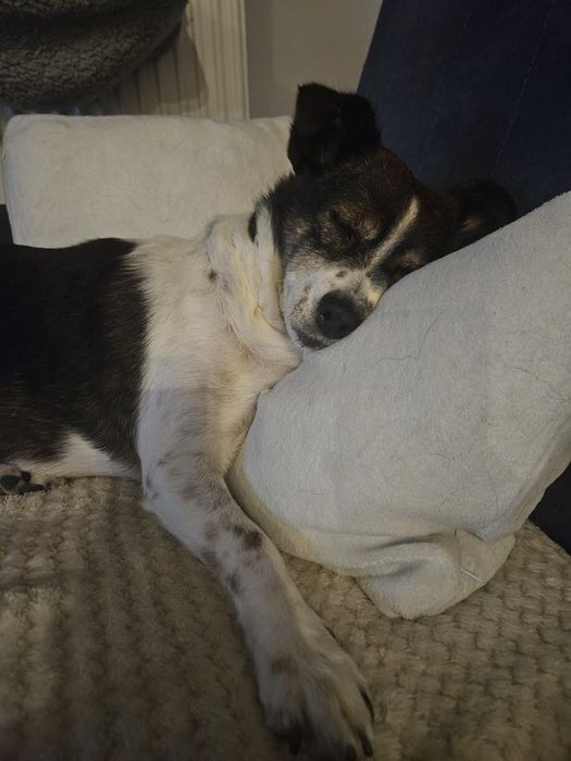 Niewielka Tinka szuka domu