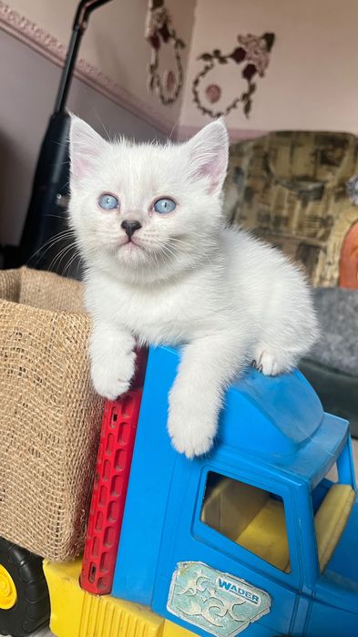 Шотландський котик “blue point” кот кошеня кіт білий котик