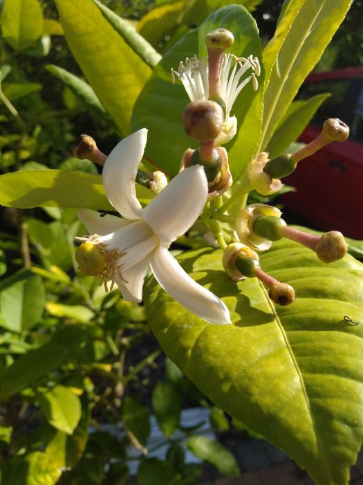 Cytryna owocująca w donicy z owocami.