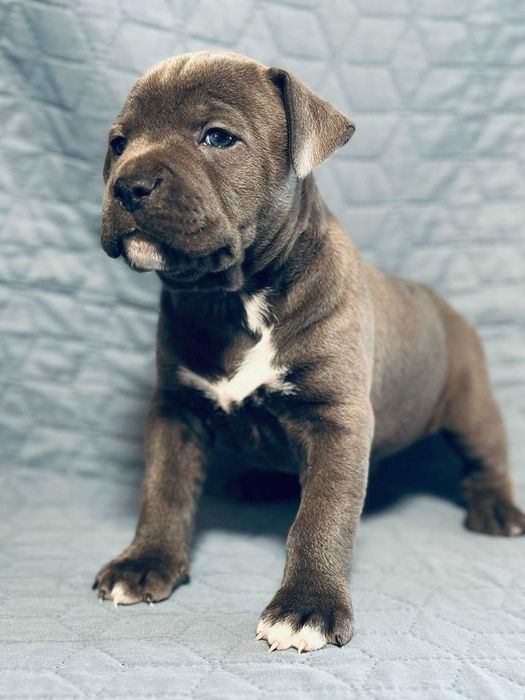 Цуценя АСТ АМСТАФФ Щенок АМСТАФФ АСТ стаффордширский терьер