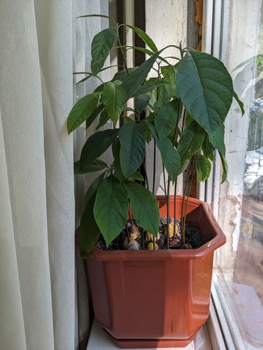 Авокадо кімнатне