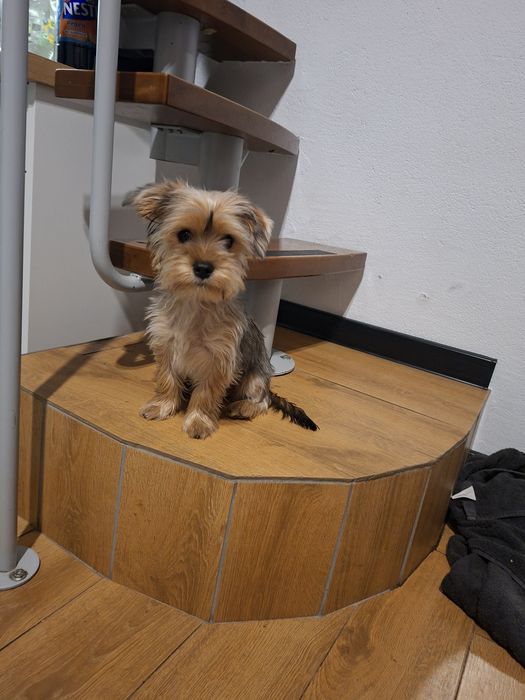 Yorkshire Terrier chlopczyk