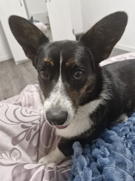 Продам Коргі кардіган