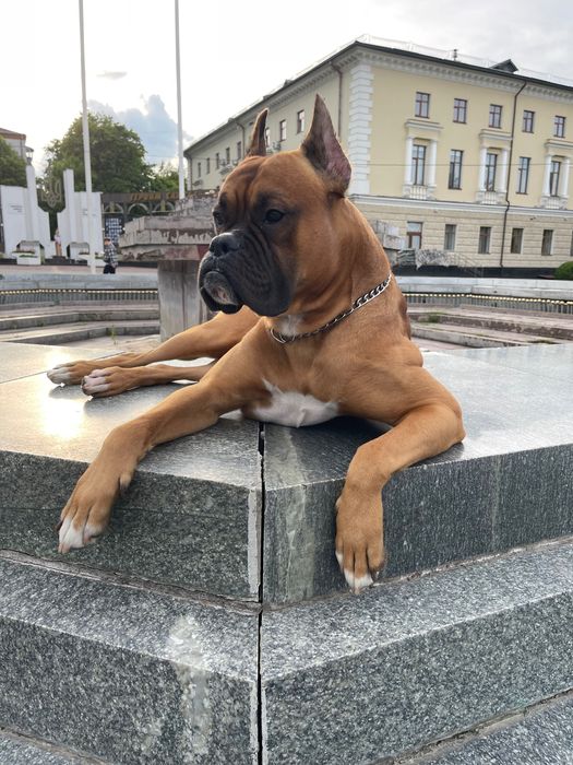 В’язка Німецького боксера