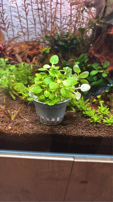 Koszyk liobelia cardinalis mini