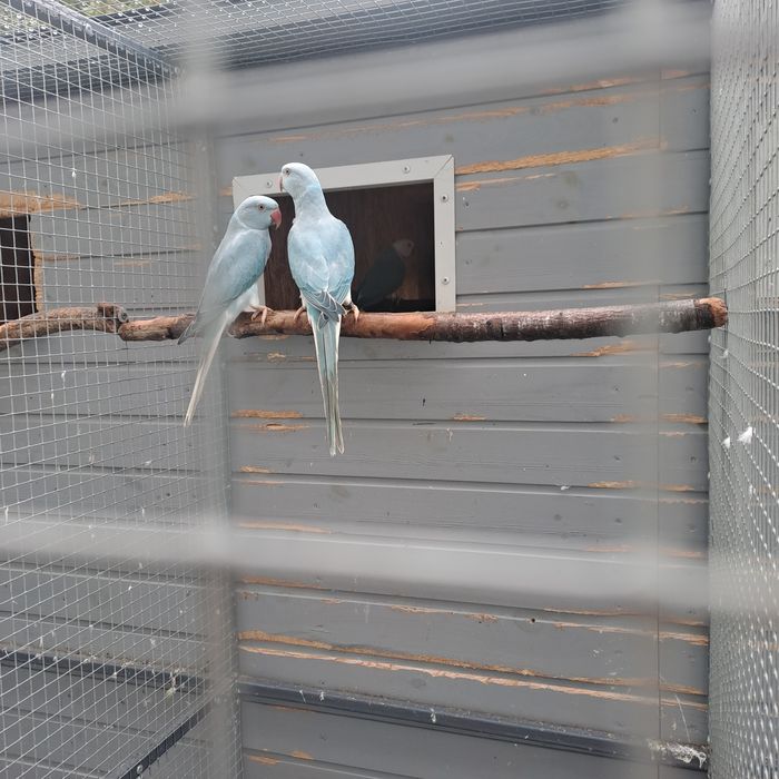 Aleksandretta Aleksandretty