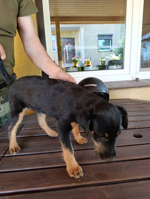 Jagdt terrier, pies myśliwski