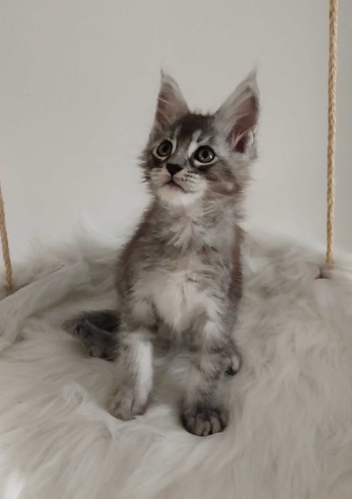 Kocurek Maine Coon ns22 srebrny czarny