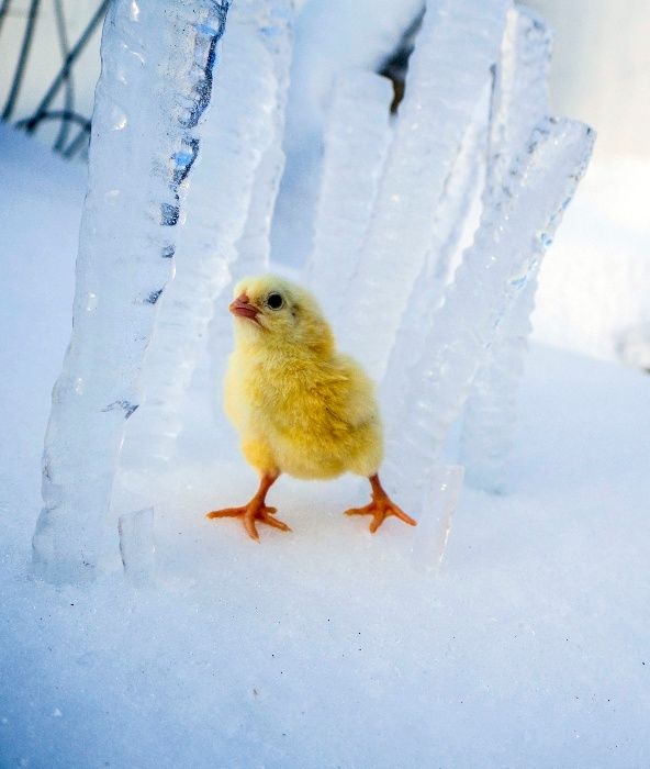 Качественные бройлеры
