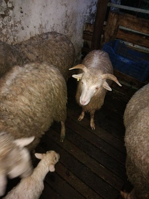 Vende--se  borrego com 6 meses